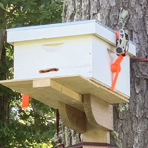 Wild bee swarm trap